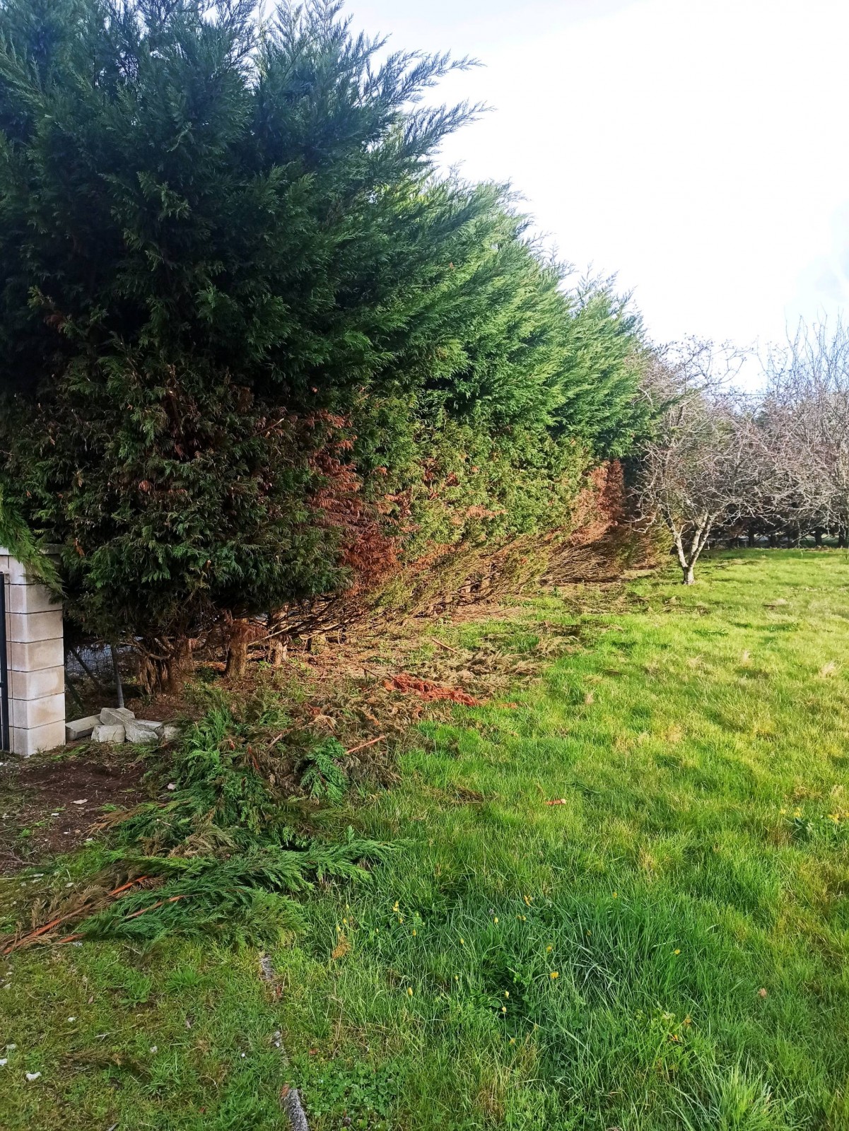 Abattage d'une haie de cyprès sur la commune de Marsas dans le secteur de saint André de Cubzac