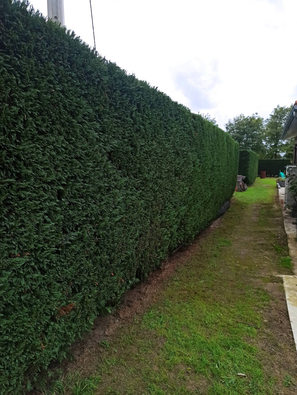 Taille d'une haie avec évacuation de déchets à cezac en Gironde 