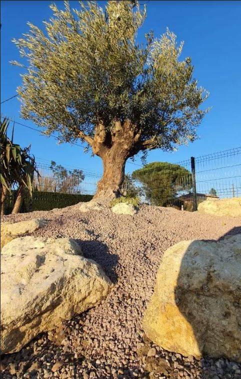 Aménagement d'un massif de rocaille avec plantation d'un olivier vers Bordeaux