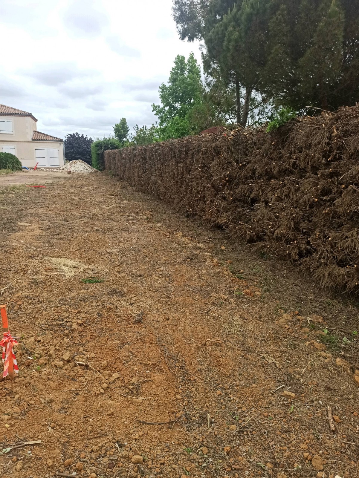 Réduction d'une haie de cyprès sur la commune de Salignac en Gironde proche Libourne.