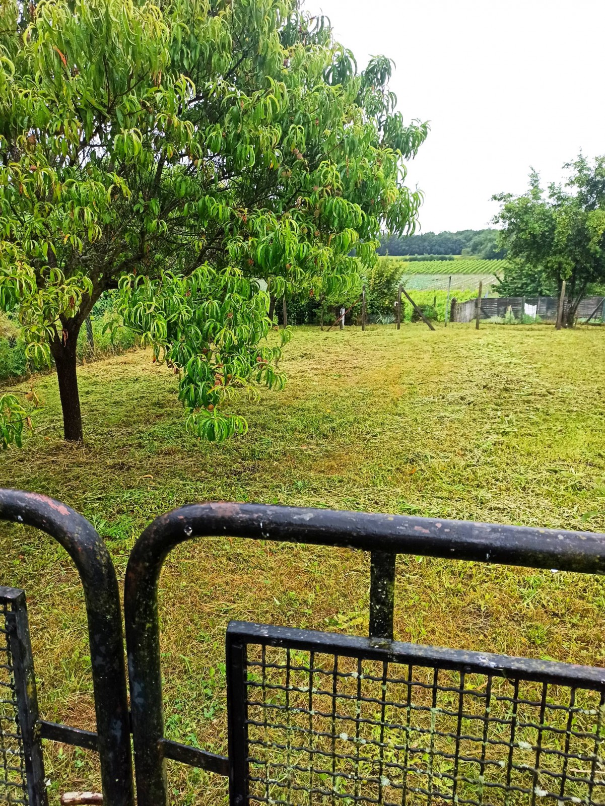 Remise en état d'un jardin sur la commune de Lalande de Fronsac en Gironde proche saint André de cubzac